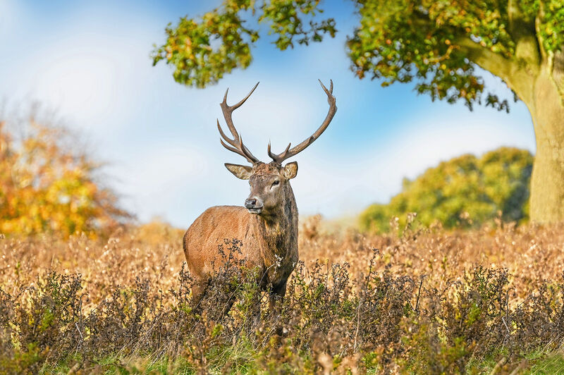 Highly Commended: Red Deer Stag