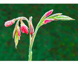 3rd Place: Floral Frost