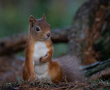 Accepted: Red Squirrel