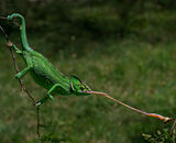 Accepted: Chameleon Gets Bug