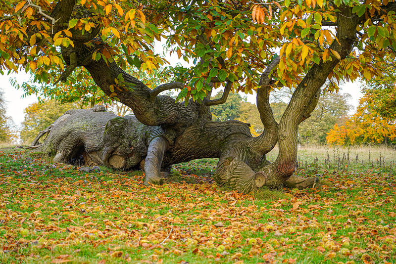 Commended: Chatsworth Estate Tree