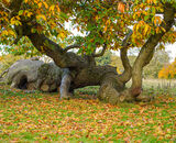Commended: Chatsworth Estate Tree