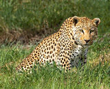 Commended: South African Leopard