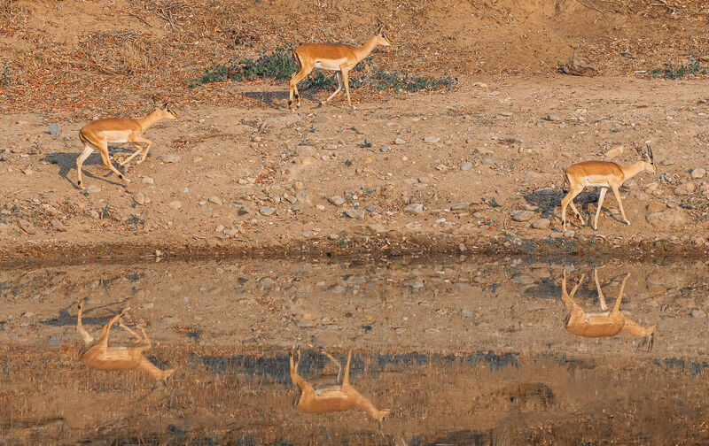 Commended: O Deer