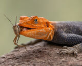 Accepted: Crunch Time