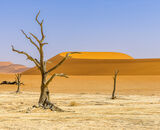 Certificate: Deadvlei