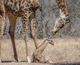 Print Reserve: Motherly Love