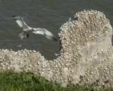 Highly Commended - Gannets Home