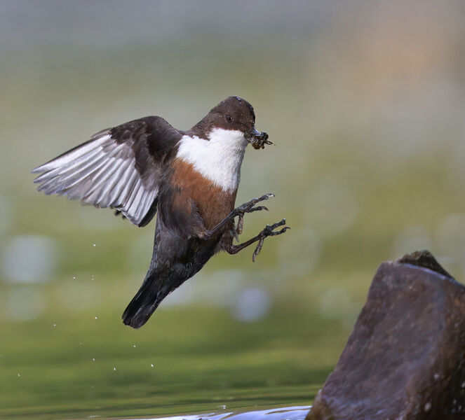 Commended: Dipper coming in to land