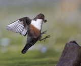 Commended: Dipper coming in to land