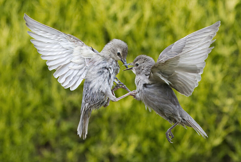 Commended: Squabbling Juvenile Starlings