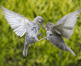 Commended: Squabbling Juvenile Starlings
