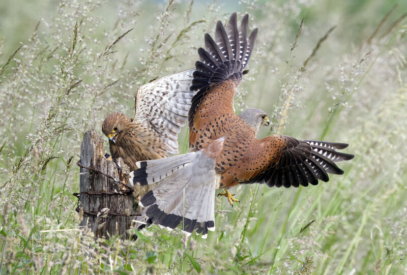 Accepted: Kestrel Interaction