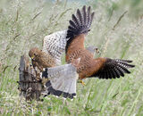 Accepted: Kestrel Interaction