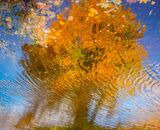Commended: Autumn Tree