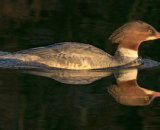 Commended - Merganser At Dawn