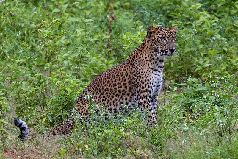 Highly Commended: Leopard in cover