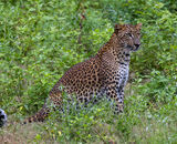 Highly Commended: Leopard in cover