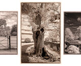 2022-23 Themed Set of 3