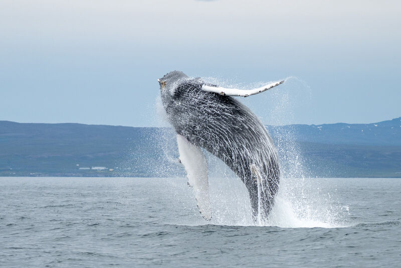 1st Place: Humpback Whale Breaching in Iceland