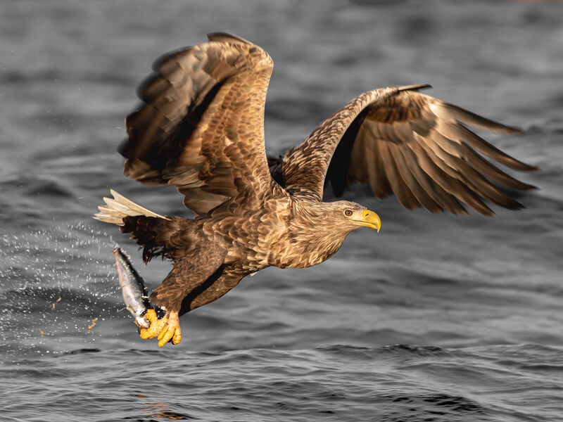 3rd Place: Sea Eagle