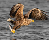 3rd Place: Sea Eagle