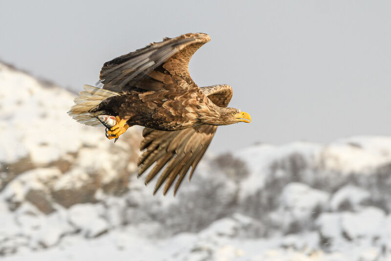 Accepted: Sea Eagle In The Rain