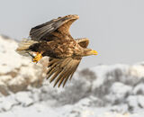 Accepted: Sea Eagle In The Rain