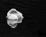 Highly Commended: Fluffy Cygnet