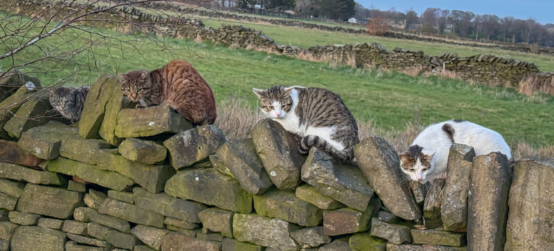2nd Place: Dry Stone Catter Walling