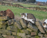 2nd Place: Dry Stone Catter Walling