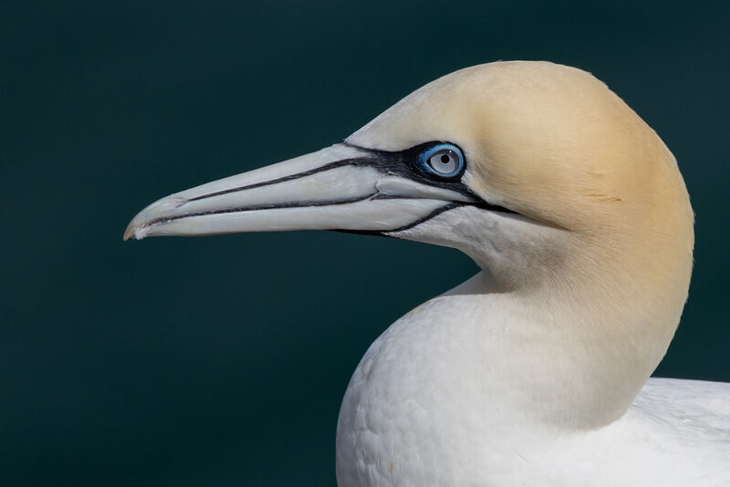 Highly Commended: One Eye On You