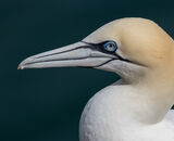 Highly Commended: One Eye On You