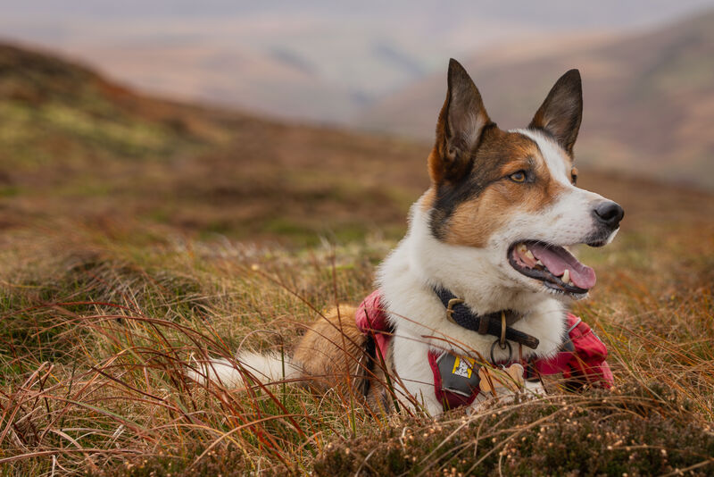 Highly Commended: Ready For Action