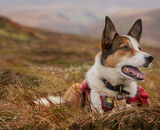 Highly Commended: Ready For Action