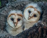 Commended: Nestling Barn Owls