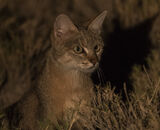 Commended: African Wild Cat