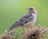 Accepted: Woodlark On Guard