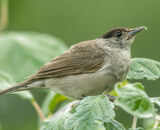 Accepted: Blackcap With Greenfly