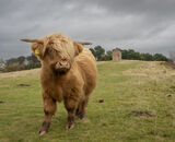 Commended: Bullock