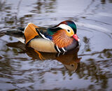 2nd Place: Mandarin Duck