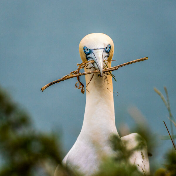 3rd Place: Gannet with Attiude!