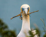 3rd Place: Gannet with Attiude!