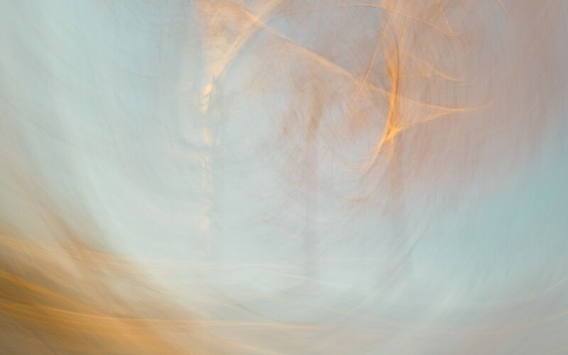 Highly Commended: JMW Turner Silver Birch