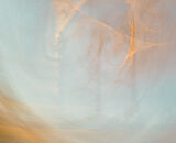 Highly Commended: JMW Turner Silver Birch