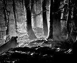 2nd Place: Dark Woods