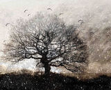 Accepted: Tree In Winter