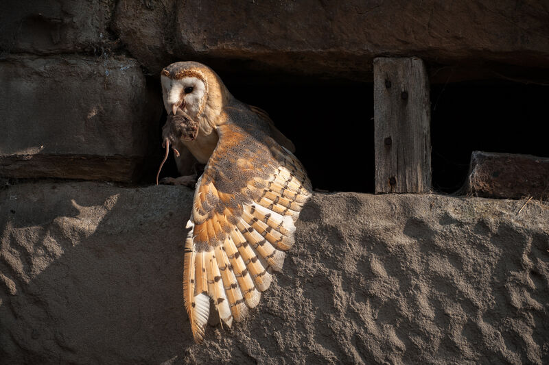 Highly Commended: Barn Owl Adapted to Human Buildings