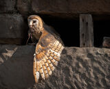 Highly Commended: Barn Owl Adapted to Human Buildings