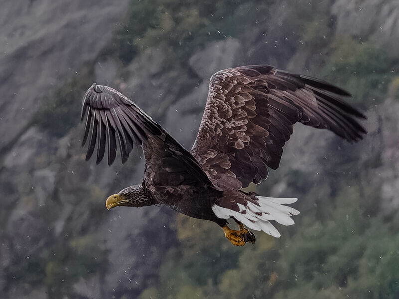 Commended: White Tailed Eagle
